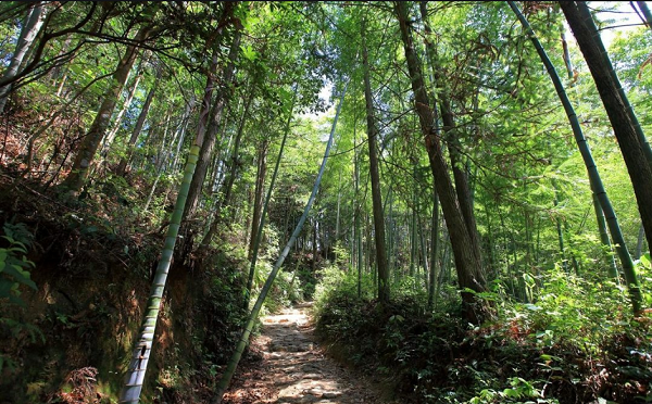 井岡山愛國主義和革命傳統(tǒng)專題教育的黨員活動